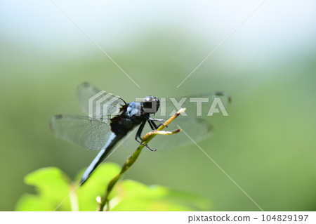 Male figure of Orthetrum albis Male figure of Orthetrum albis 104829197