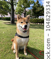 Shiba Inu playing in the park 104829334