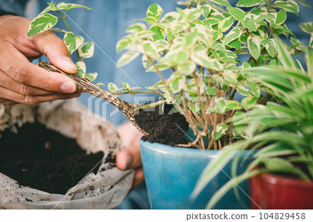 Using used coffee grounds as fertilizer 104829458