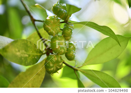 Shikimi fruit 104829498