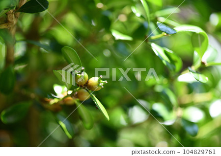 Boxwood fruit 104829761