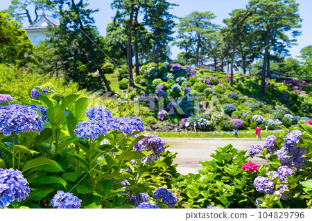 Hydrangea of Odawara Castle, Odawara City, Kanagawa Prefecture Hydrangea of Odawara Castle, Odawara City, Kanagawa Prefecture 104829796