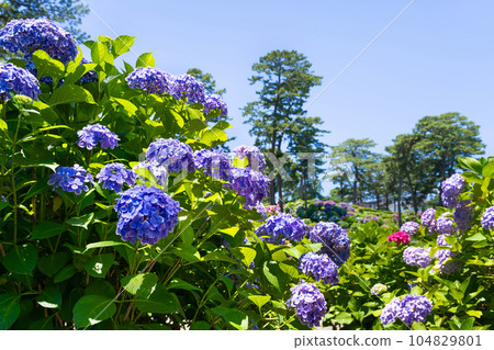 Hydrangea of Odawara Castle, Odawara City, Kanagawa Prefecture Hydrangea of Odawara Castle, Odawara City, Kanagawa Prefecture 104829801