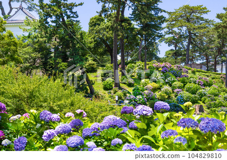 Hydrangea of Odawara Castle, Odawara City, Kanagawa Prefecture Hydrangea of Odawara Castle, Odawara City, Kanagawa Prefecture 104829810