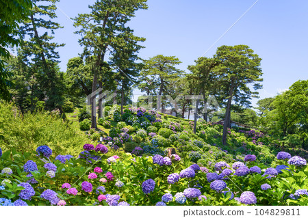 Hydrangea of Odawara Castle, Odawara City, Kanagawa Prefecture Hydrangea of Odawara Castle, Odawara City, Kanagawa Prefecture 104829811