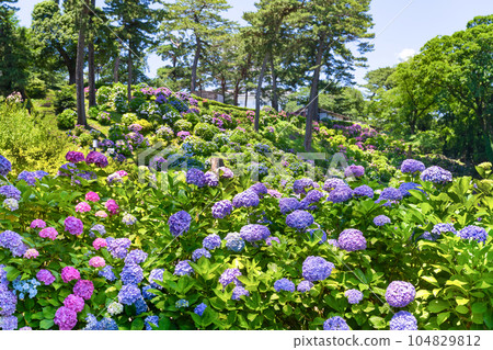 Hydrangea of Odawara Castle, Odawara City, Kanagawa Prefecture Hydrangea of Odawara Castle, Odawara City, Kanagawa Prefecture 104829812