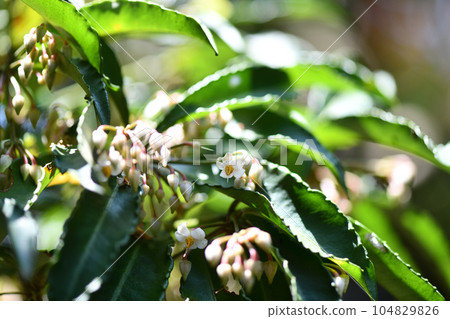 Evergreen shrub, Manryo (10,000 cars) flowers Evergreen shrub, Manryo (10,000 cars) flowers 104829826