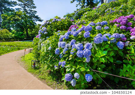 Hydrangea of Odawara Castle, Odawara City, Kanagawa Prefecture Hydrangea of Odawara Castle, Odawara City, Kanagawa Prefecture 104830124