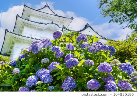 Hydrangea of Odawara Castle, Odawara City, Kanagawa Prefecture Hydrangea of Odawara Castle, Odawara City, Kanagawa Prefecture 104830196