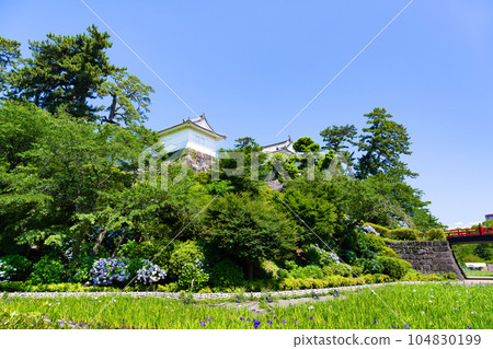 Hydrangea of Odawara Castle, Odawara City, Kanagawa Prefecture Hydrangea of Odawara Castle, Odawara City, Kanagawa Prefecture 104830199