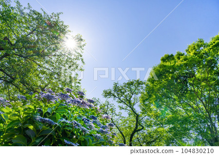 Hydrangea of Odawara Castle, Odawara City, Kanagawa Prefecture 104830210