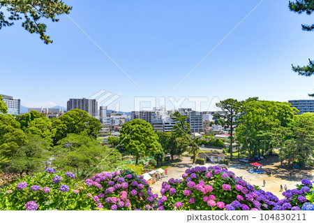 Hydrangea of Odawara Castle, Odawara City, Kanagawa Prefecture 104830211