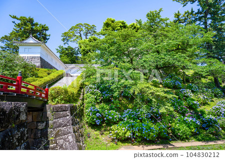 神奈川縣小田原市小田原城的繡球花 104830212