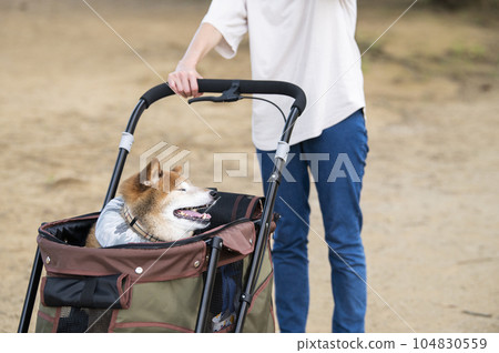 狗在寵物車上行走 104830559