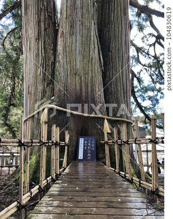 戶隱神社的杉木 104830619