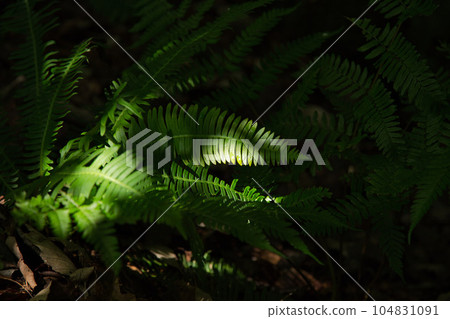 初夏植物園 Plantpia 初夏植物園 Plantpia 104831091