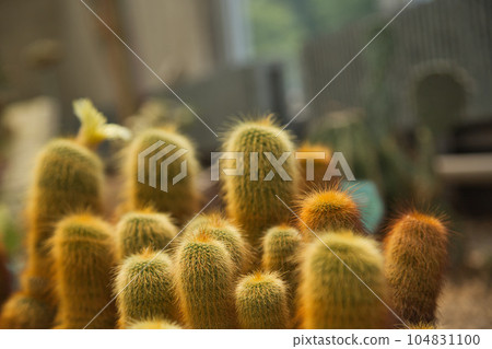 初夏植物園 Plantpia 初夏植物園 Plantpia 104831100