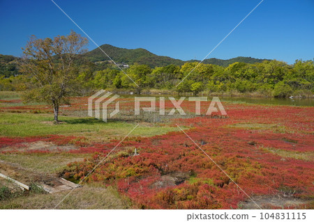 賴島町海蓬子原生地，紅葉映襯著清澈的藍天和青山背景 Ver1 104831115