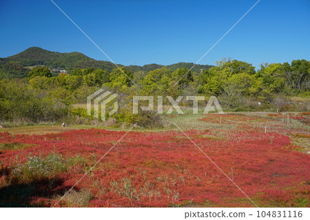 以清澈的藍天和青山為背景的寄島町海蓬子 ver2 與紅色秋葉 以清澈的藍天和青山為背景的寄島町海蓬子 ver2 與紅色秋葉 104831116