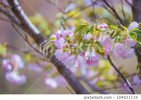 藤岡櫻山公園櫻花盛開 104831119
