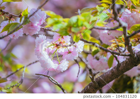 藤岡櫻山公園櫻花盛開 藤岡櫻山公園櫻花盛開 104831120