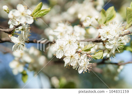 Blooming cherry branches with white flowers close-up, background of spring nature. Macro image of vegetation, close-up with depth of field. 104831159
