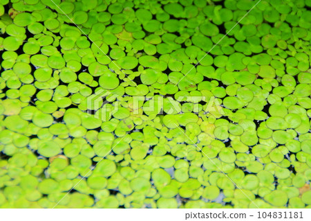 Aquatic plants floating on the water Aquatic plants floating on the water 104831181