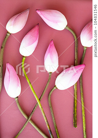 Lotos flowers bouquet. Monochrome floral pattern. Lotos flowers bouquet. Monochrome floral pattern. 104831546