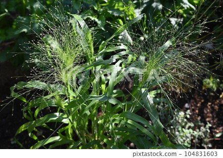 黍(Panicum),一種種植在地裡、帶有凸起穗的熏草 黍(Panicum),一種種植在地裡、帶有凸起穗的熏草 104831603