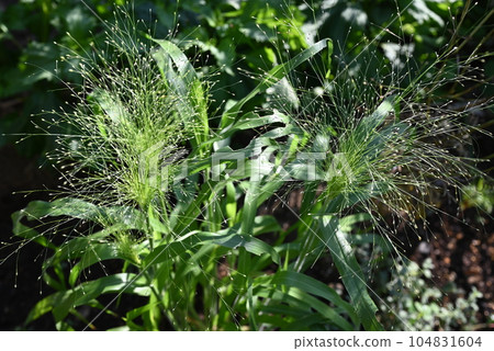 黍(Panicum),一種種植在地裡、帶有凸起穗的熏草 黍(Panicum),一種種植在地裡、帶有凸起穗的熏草 104831604