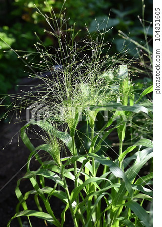 黍(Panicum),一種種植在地裡、帶有凸起穗的熏草 黍(Panicum),一種種植在地裡、帶有凸起穗的熏草 104831605