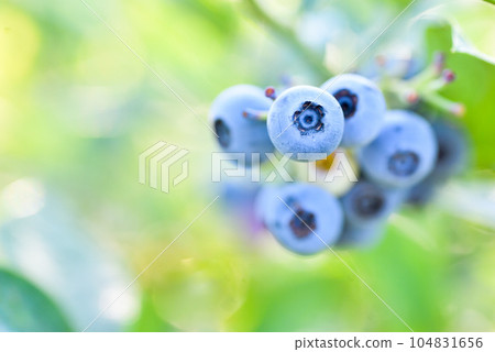 藍莓 藍莓 104831656