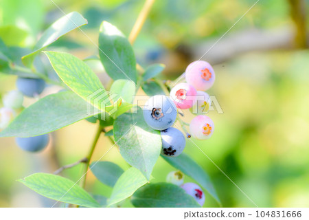 藍莓 藍莓 104831666