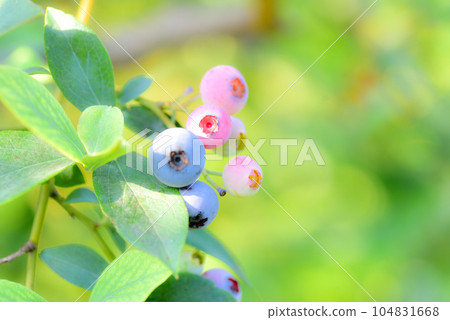 藍莓 藍莓 104831668