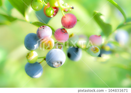 藍莓 藍莓 104831671