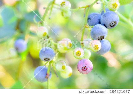 blueberry 104831677