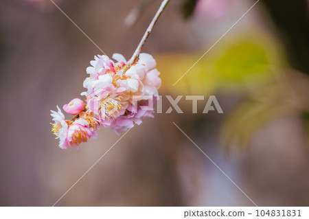 高尾梅峽的梅花盛開 104831831