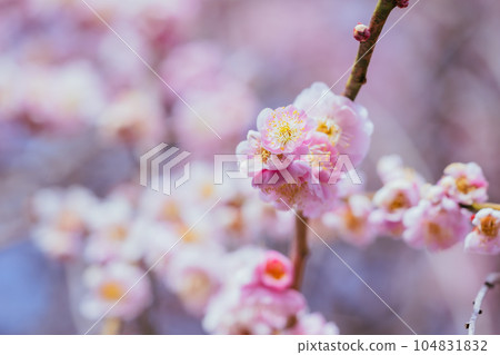 Plum blossoms in full bloom at Takao Baikyo 104831832