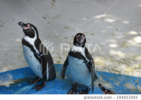 Kiryu City, Gunma Prefecture Kiryugaoka Zoo Penguin 1 104831893