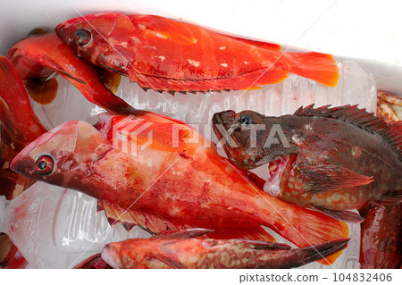冰箱裡的紅石斑魚和蝎子魚 冰箱裡的紅石斑魚和蝎子魚 104832406