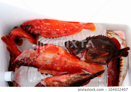 冰箱裡的紅石斑魚和蝎子魚 104832407