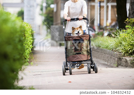 Dog walking on a pet cart Dog walking on a pet cart 104832432