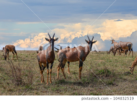 Herd of Bubal antelopes graze 104832519