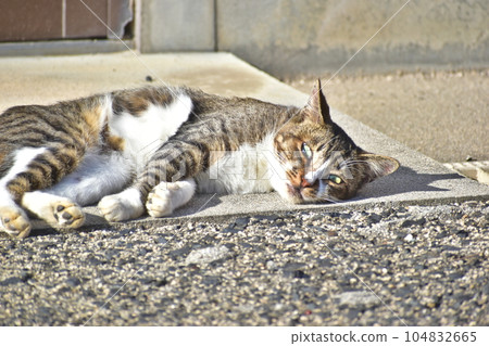 Cat Cat Shimane Hinomisaki Shrine 104832665