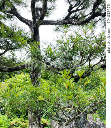Koya maki tree 104832676