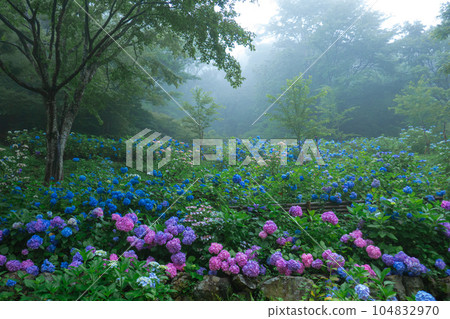 Fantastic hydrangea Fantastic hydrangea 104832970