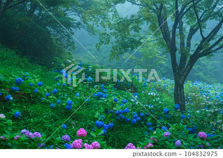 夢幻般的繡球花 夢幻般的繡球花 104832975