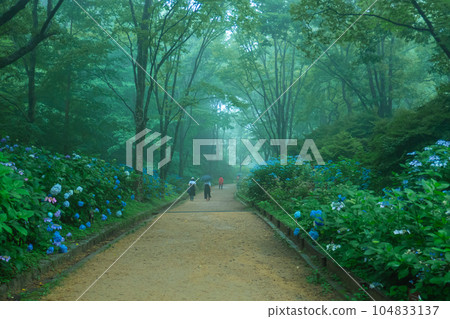 Fantastic hydrangea wrapped in fog Fantastic hydrangea wrapped in fog 104833137