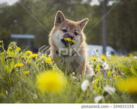 Portrait of cute Shiba Inu small dog puppy. Dogecoin. Red-haired Japanese dog smile portrait 104833158