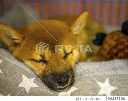 Portrait of cute Shiba Inu small dog puppy. Dogecoin. Red-haired Japanese dog smile portrait Portrait of cute Shiba Inu small dog puppy. Dogecoin. Red-haired Japanese dog smile portrait 104833160